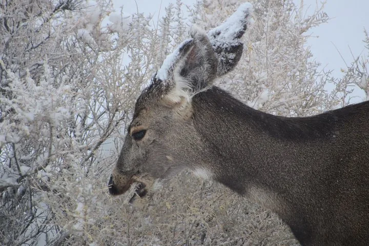 Close-up of a deer eating from a frost-covered bush in winter